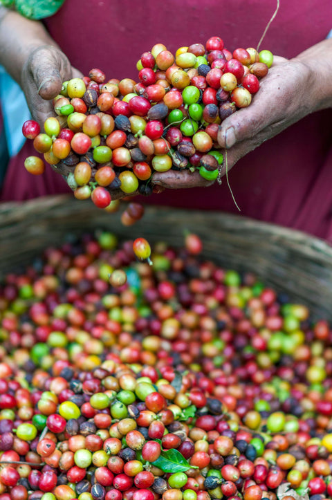 A person is holding a basket full of coffee beans.