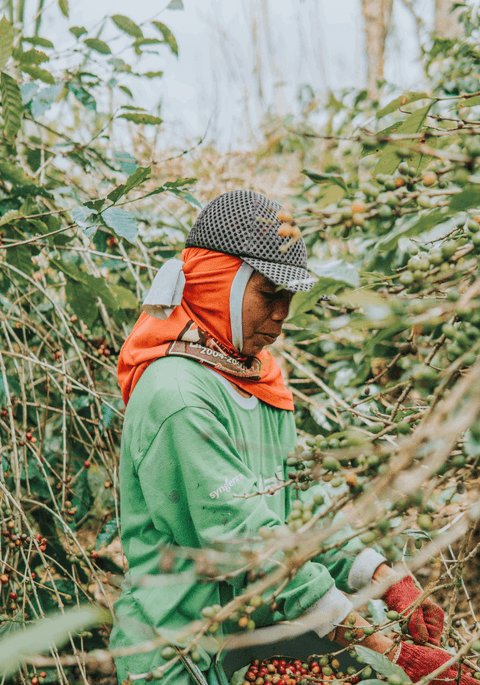 Image of a person processing coffee beans on the tree